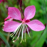 image of flower