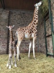 image of animal