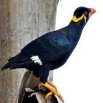 image of enggano_myna #31