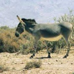 image of donkey #46