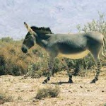 image of animal