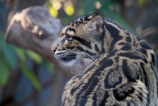 image of animal