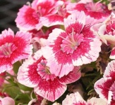 image of flower