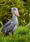 image of stork