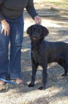 image of flat_coated_retriever