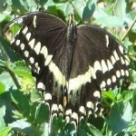 image of animal