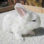 image of angora