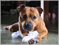 image of animal