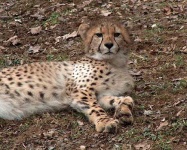 image of cheetah