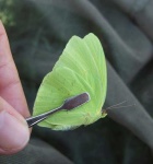 image of sulphur_butterfly #26