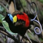 image of bird
