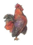 image of rooster