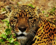image of jaguar_car
