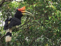 image of hornbill