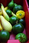 image of zucchini