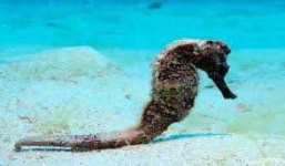 image of animal