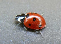 image of ladybug