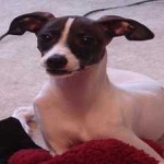 image of greyhound