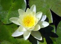 image of flower
