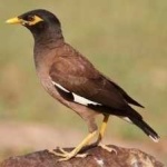 image of bird