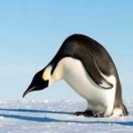 image of emperor_penguin #7