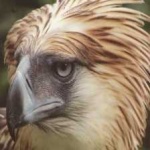 image of bird