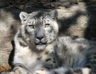 image of snow_leopard