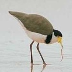 image of bird
