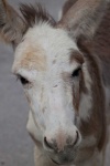 image of animal