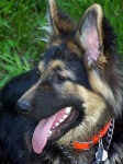 image of german_shepherd
