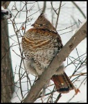 image of ruffed_grouse