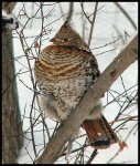 image of grouse #13