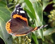 image of admiral