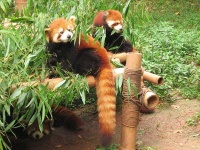 image of lesser_panda