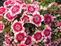 image of flower