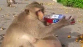 image of animal