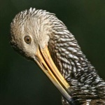 image of limpkin