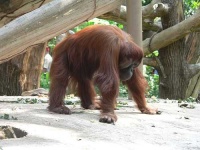 image of orangutan