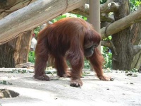 image of orangutan #26