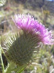 image of spear_thistle #9