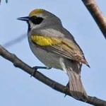 image of bird