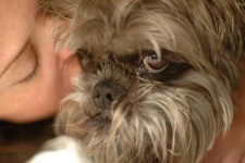 image of affenpinscher