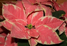 image of poinsettia #33