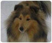 image of shetland_sheepdog