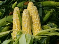 image of sweetcorn #12