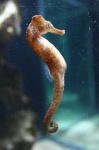 image of seahorse #27