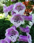 image of flower