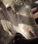 image of animal