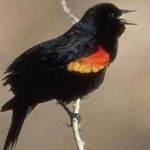 image of bird