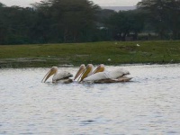 image of pelican